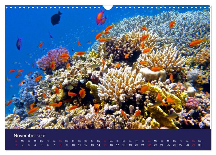 Produktbild: Wunderwelt Korallenriffe (Wandkalender 2026 DIN A3 quer), CALVENDO Monatskalender