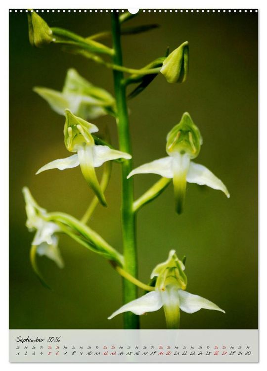 Produktbild: Florale Meisterwerke der Natur (hochwertiger Premium Wandkalender 2026 DIN A2 hoch), Kunstdruck in Hochglanz