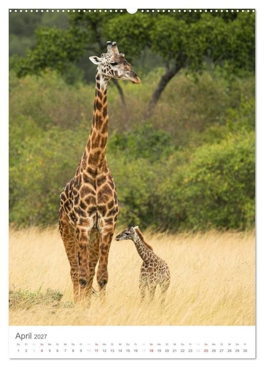 Produktbild: Magie des Augenblicks - Giraffen - Riesen der Savanne (Wandkalender 2027 DIN A2 hoch), CALVENDO Monatskalender