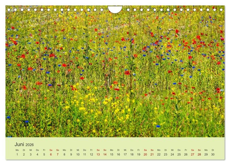 Produktbild: Wilde Blumen - ein Spaziergang durch die Natur (Wandkalender 2026 DIN A4 quer), CALVENDO Monatskalender