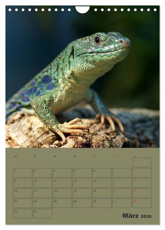 Produktbild: Minidrachen - Die kleinen Nachkommen der Urzeitmonster (Wandkalender 2026 DIN A4 hoch), CALVENDO Monatskalender
