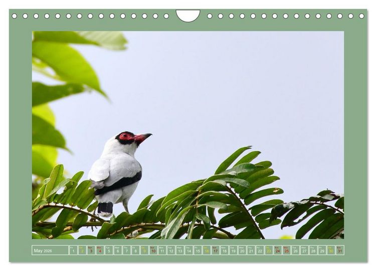 Produktbild: Some Costa Rican Birds (Wall Calendar 2026 DIN A4 landscape), CALVENDO 12 Month Wall Calendar