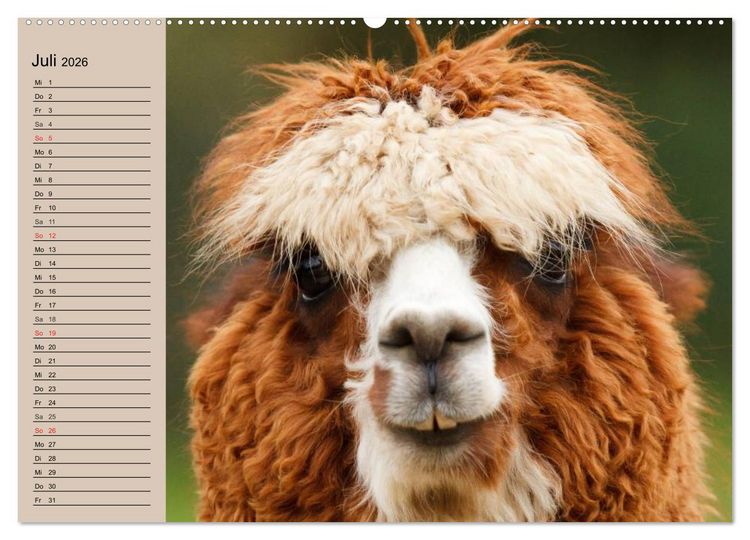 Produktbild: Alpakas und Lamas (Wandkalender 2026 DIN A2 quer), CALVENDO Monatskalender