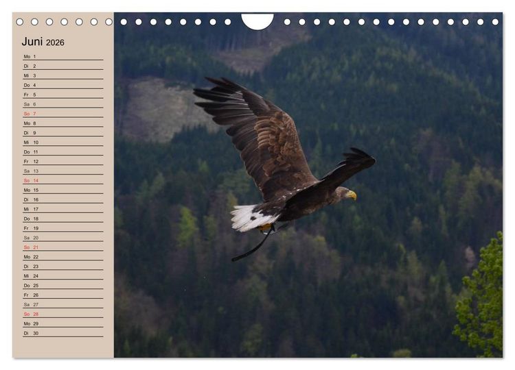 Produktbild: Der Steinadler. Majest&auml;tischer Greifvogel (Wandkalender 2026 DIN A4 quer), CALVENDO Monatskalender