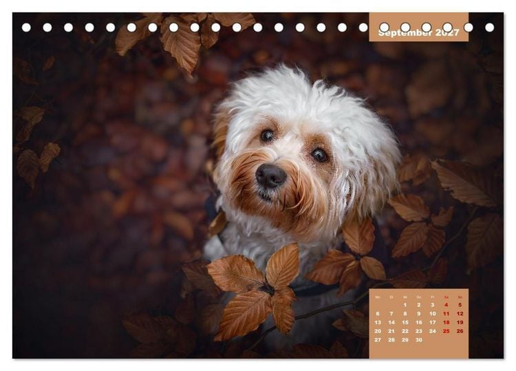 Produktbild: Rocket der Havaneser (Tischkalender 2027 DIN A5 quer), CALVENDO Monatskalender