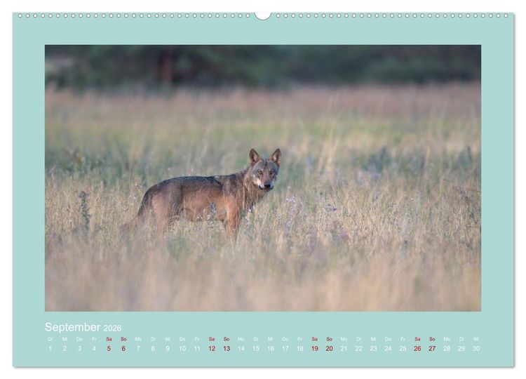 Produktbild: W&ouml;lfe, Impressionen aus der Lausitz (Wandkalender 2026 DIN A2 quer), CALVENDO Monatskalender