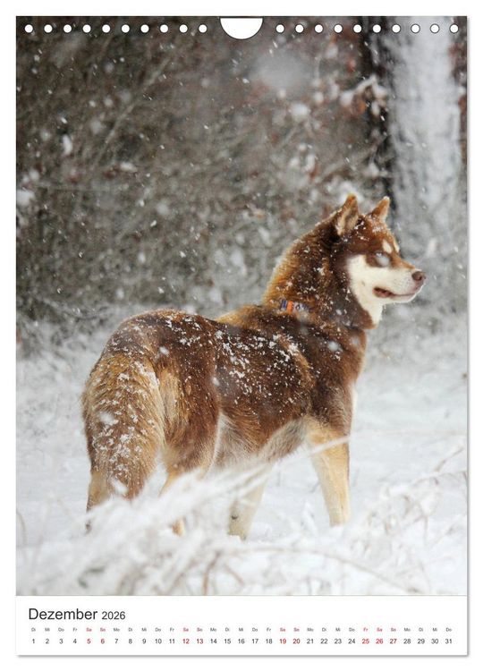 Produktbild: Faszination Husky (Wandkalender 2026 DIN A4 hoch), CALVENDO Monatskalender