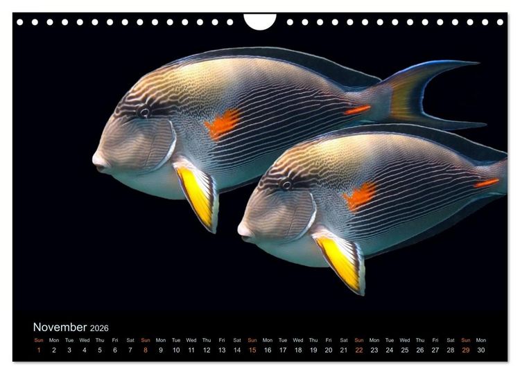 Produktbild: Water Dreams-journey through the sea (Wall Calendar 2026 DIN A4 landscape), CALVENDO 12 Month Wall Calendar
