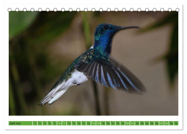 Produktbild: Kolibris; Anmut, Sch&ouml;nheit, Farben (Tischkalender 2026 DIN A5 quer), CALVENDO Monatskalender