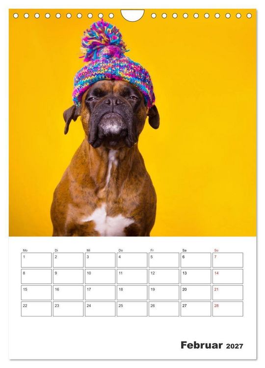 Produktbild: colorful world of boxer 2027 (Wandkalender 2027 DIN A4 hoch), CALVENDO Monatskalender