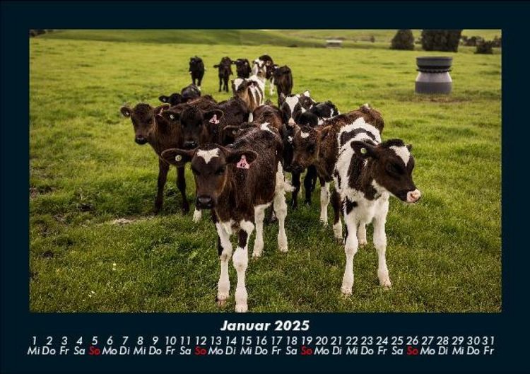 Produktbild: Kuhkalender 2025 Fotokalender DIN A5
