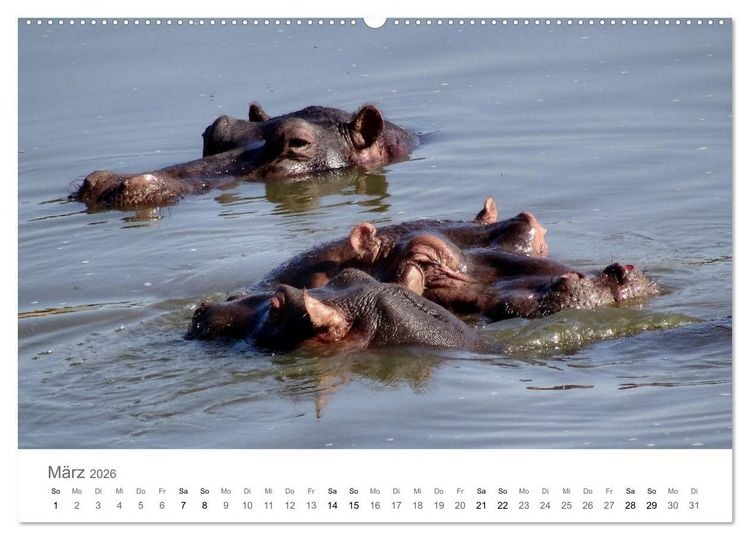 Produktbild: Afrika - Tiere im Kr&uuml;ger Nationalpark (hochwertiger Premium Wandkalender 2026 DIN A2 quer), Kunstdruck in Hochglanz