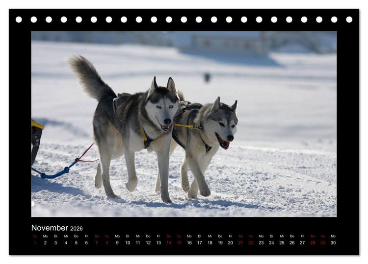 Produktbild: Huskys im Schnee (Tischkalender 2026 DIN A5 quer), CALVENDO Monatskalender