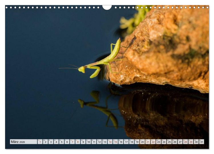 Produktbild: INSEKTEN GANZ NAHE (Wandkalender 2026 DIN A3 quer), CALVENDO Monatskalender