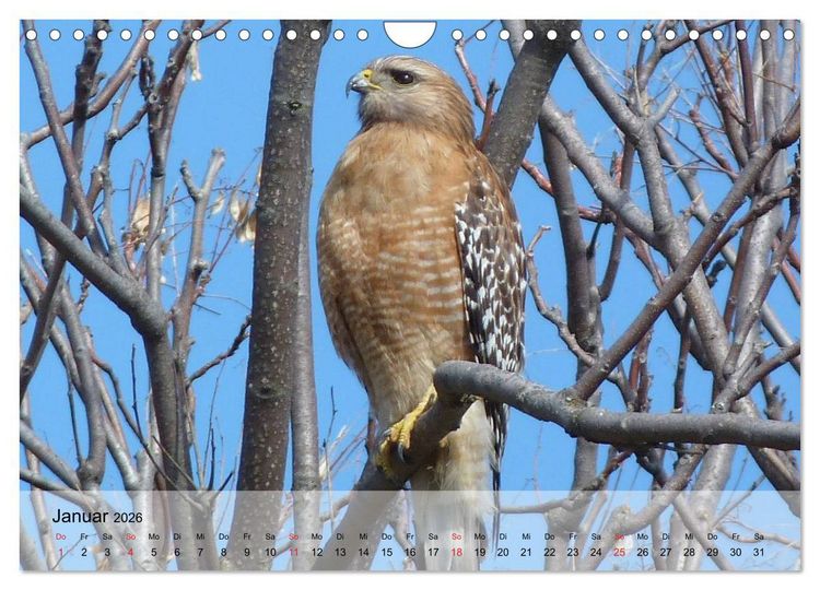 Produktbild: Falken und Greifv&ouml;gel. Edle J&auml;ger (Wandkalender 2026 DIN A4 quer), CALVENDO Monatskalender