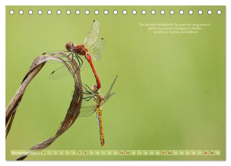 Produktbild: Frankens Insekten (Tischkalender 2026 DIN A5 quer), CALVENDO Monatskalender