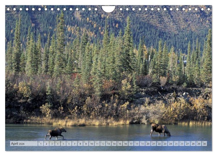 Produktbild: Wildes Alaska Christian Heeb (Wandkalender 2026 DIN A4 quer), CALVENDO Monatskalender