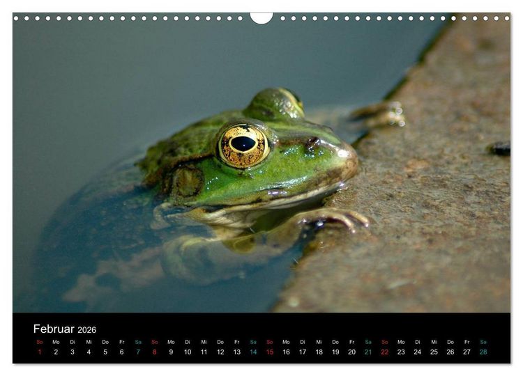 Produktbild: FROSCHBUCH (Wandkalender 2026 DIN A3 quer), CALVENDO Monatskalender