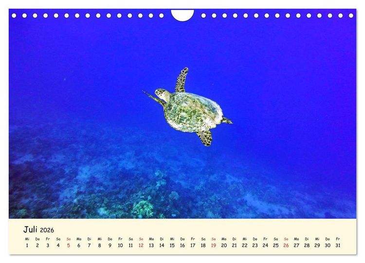 Produktbild: Faszination Meeresschildkr&ouml;ten (Wandkalender 2026 DIN A4 quer), CALVENDO Monatskalender