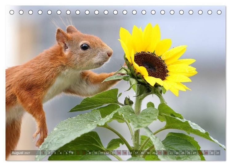 Produktbild: Eichh&ouml;rnchen Luna und ihre Kinder (Tischkalender 2027 DIN A5 quer), CALVENDO Monatskalender