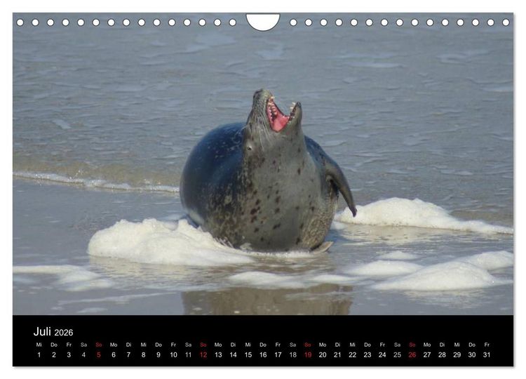 Produktbild: Verspielte Robben (Wandkalender 2026 DIN A4 quer), CALVENDO Monatskalender