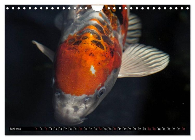 Produktbild: Nishikigoi oder Koi Karpfen (Wandkalender 2026 DIN A4 quer), CALVENDO Monatskalender