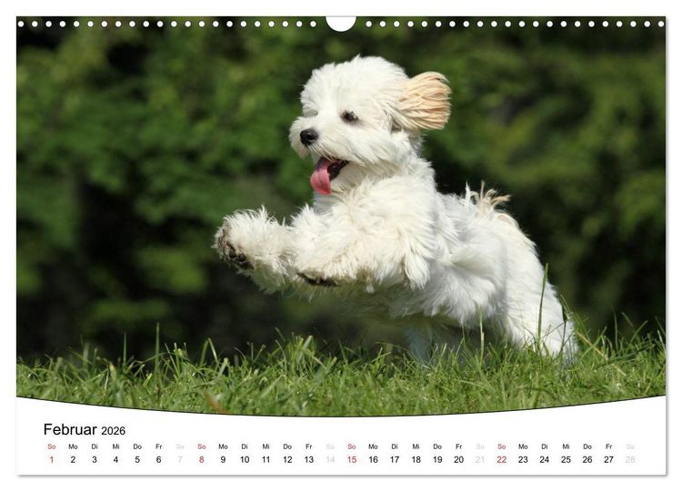 Produktbild: Welpen - Puppies (Wandkalender 2026 DIN A3 quer), CALVENDO Monatskalender