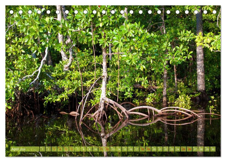 Produktbild: Mangroves - Valuable Habitat (Desk Calendar 2026 DIN A5 landscape), CALVENDO 12 Month DeskCalendar