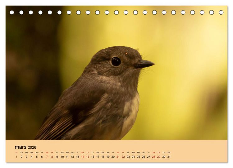 Produktbild: Oiseaux de Nouvelle-Z&eacute;lande (Calendrier de bureau 2026 DIN A5 vertical), CALVENDO calendrier mensuel