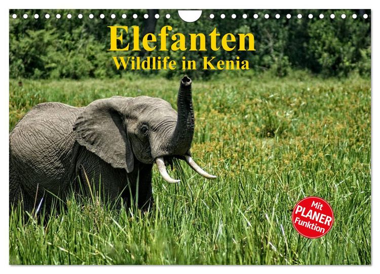 Produktbild: Elefanten . Wildlife in Kenia (Wandkalender 2026 DIN A4 quer), CALVENDO Monatskalender