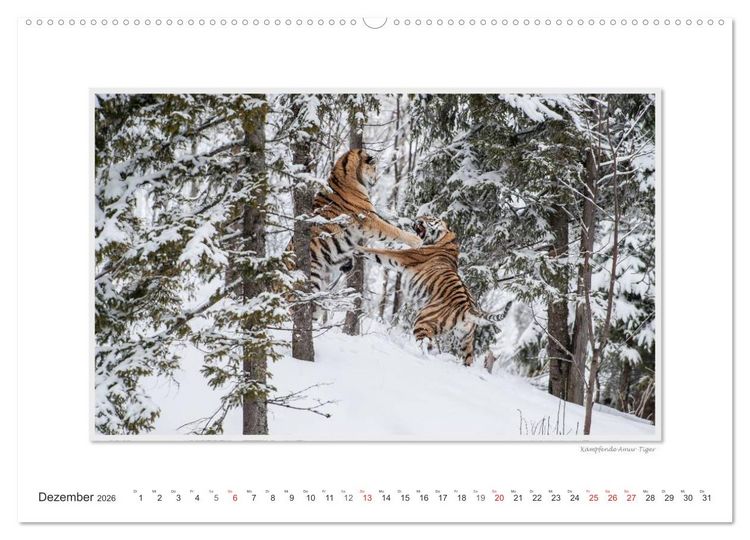 Produktbild: Emotionale Momente: Gro&szlig;e Raubkatzen der Welt. (hochwertiger Premium Wandkalender 2026 DIN A2 quer), Kunstdruck in Hochglanz