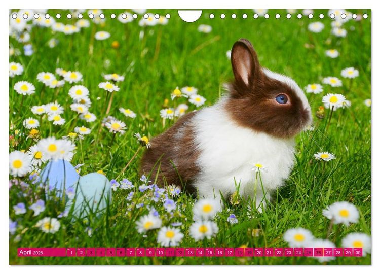 Produktbild: Kaninchen. Putzig, flauschig und geliebt (Wandkalender 2026 DIN A4 quer), CALVENDO Monatskalender