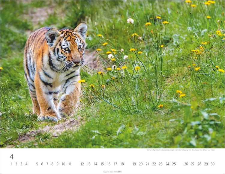 Produktbild: Tiger Kalender 2027
