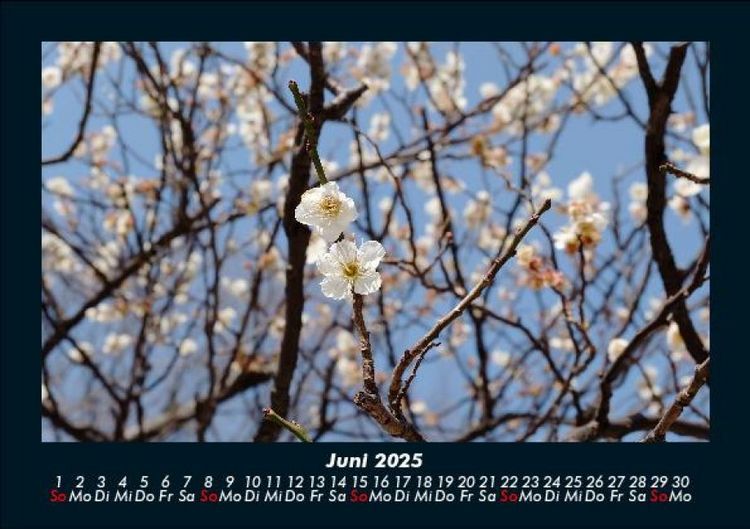 Produktbild: B&auml;ume 2025 Fotokalender DIN A5
