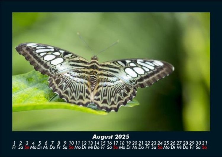 Produktbild: Welt der Tiere 2025 Fotokalender DIN A5