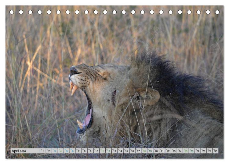 Produktbild: L&ouml;wen. Die K&ouml;nige Afrikas (Tischkalender 2026 DIN A5 quer), CALVENDO Monatskalender