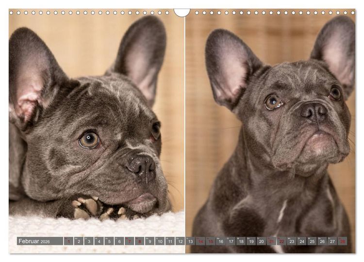 Produktbild: French Bully&acute;s - Gro&szlig;e Sch&auml;tze auf kleinen Pfoten (Wandkalender 2026 DIN A3 quer), CALVENDO Monatskalender