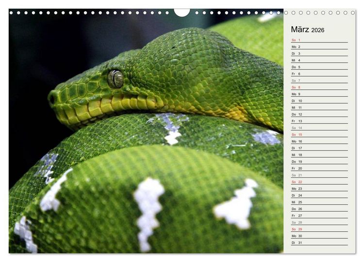 Produktbild: Gef&auml;hrliche Schlangen (Wandkalender 2026 DIN A3 quer), CALVENDO Monatskalender