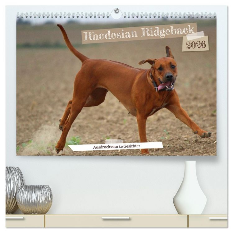 Produktbild: Rhodesian Ridgeback - Ausdrucksstarke Gesichter (hochwertiger Premium Wandkalender 2026 DIN A2 quer), Kunstdruck in Hochglanz