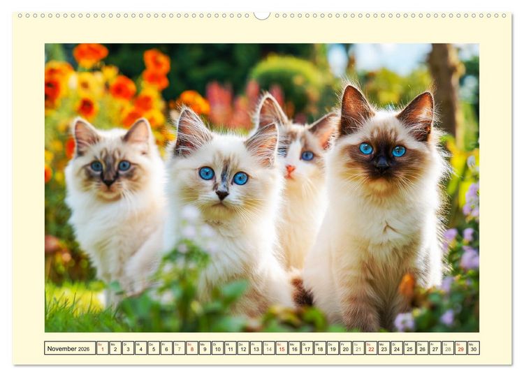 Produktbild: Liebliche Ragdolls. Katzen-Sch&ouml;nheiten in ihrer gr&uuml;nen Oase (hochwertiger Premium Wandkalender 2026 DIN A2 quer), Kunstdruck in Hochglanz