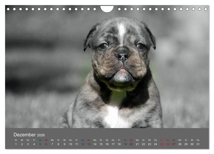 Produktbild: Bulldoggen-Zwerge (Wandkalender 2026 DIN A4 quer), CALVENDO Monatskalender