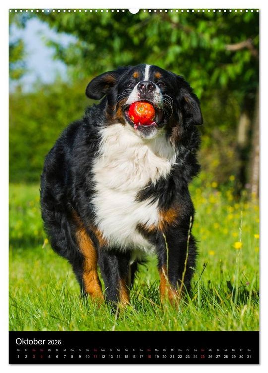 Produktbild: Faszination Berner Sennenhund (hochwertiger Premium Wandkalender 2026 DIN A2 hoch), Kunstdruck in Hochglanz