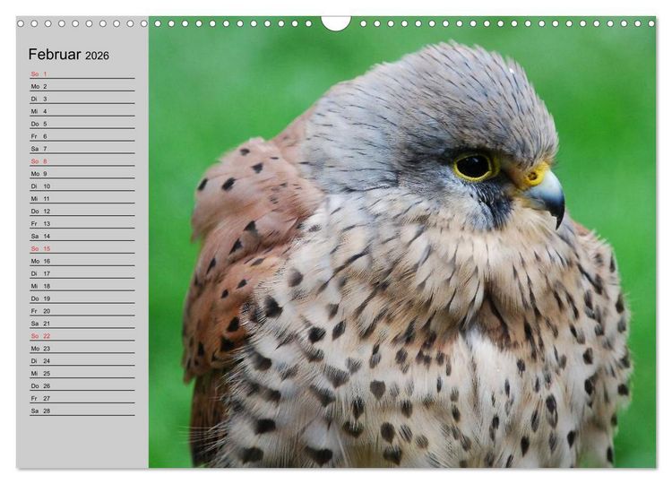 Produktbild: Falken und Greifv&ouml;gel - Edle J&auml;ger (Wandkalender 2026 DIN A3 quer), CALVENDO Monatskalender
