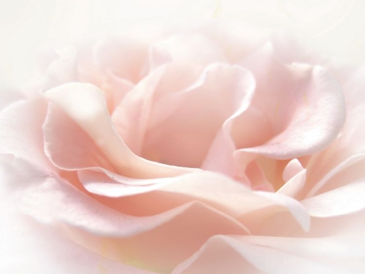 Produktbild: Die rosa Rose (Puzzle)