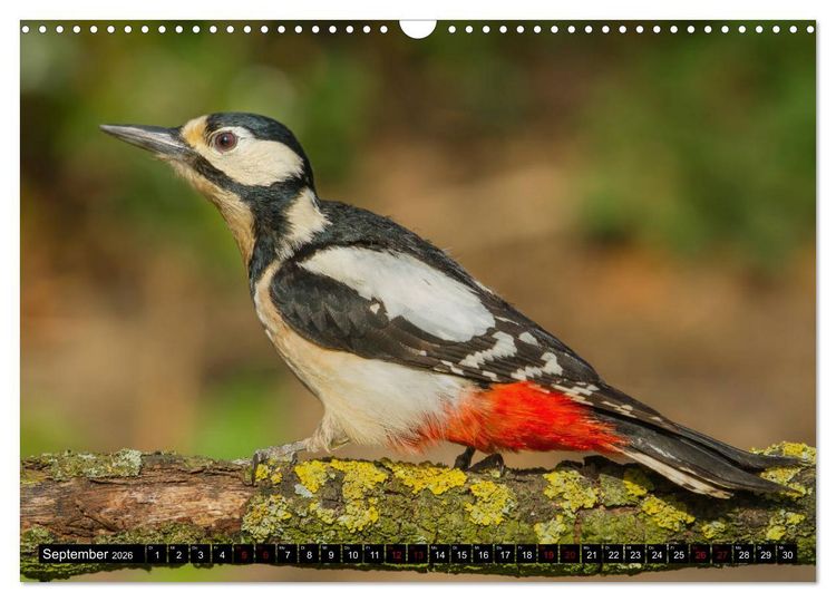 Produktbild: V&ouml;gel aus dem Garten (Wandkalender 2026 DIN A3 quer), CALVENDO Monatskalender
