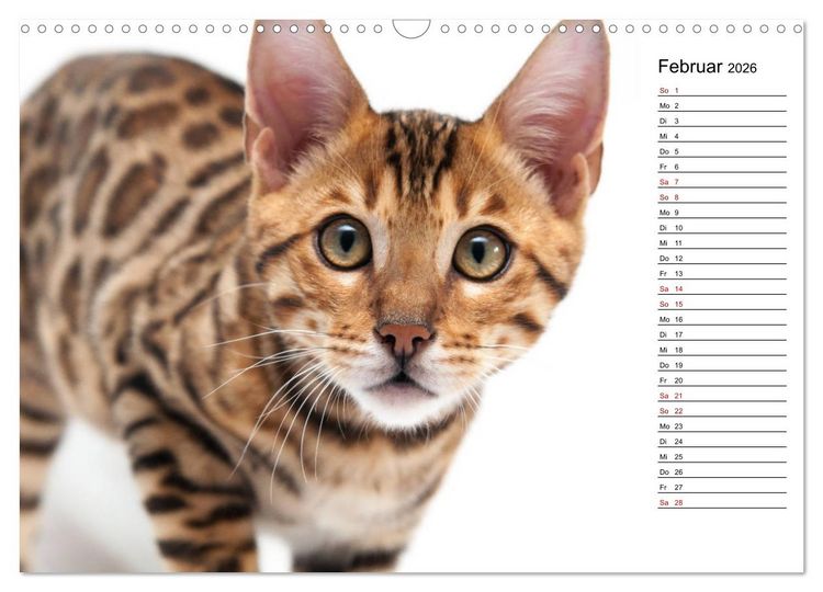 Produktbild: Bengal K&auml;tzchen - Der Geburtstagskalender (Wandkalender 2026 DIN A3 quer), CALVENDO Monatskalender