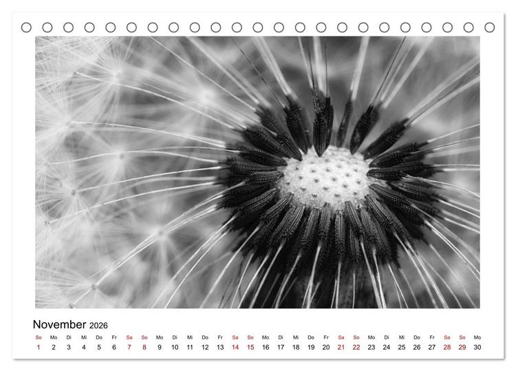 Produktbild: Die grafische Sch&ouml;nheit der Pflanzen &ndash; Schwarz-Wei&szlig; (Tischkalender 2026 DIN A5 quer), CALVENDO Monatskalender