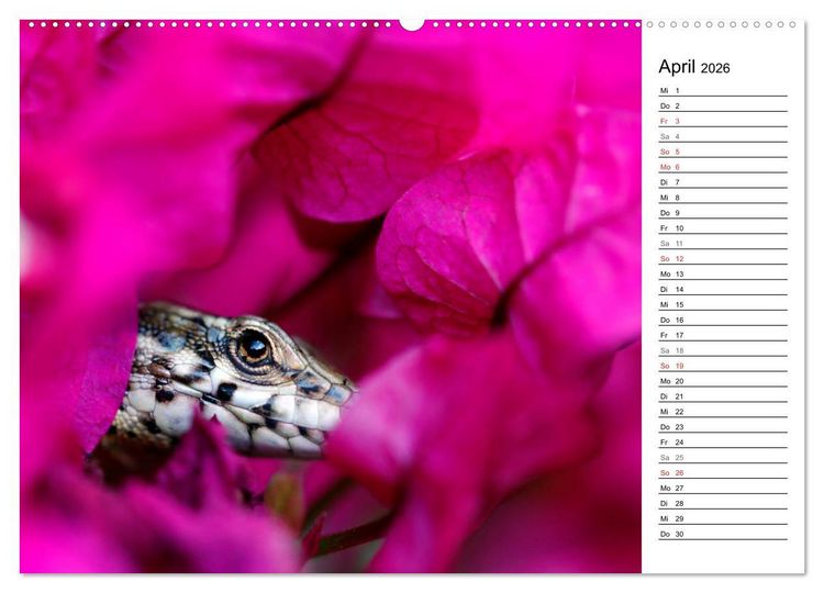 Produktbild: Wildromatisches Korsika (hochwertiger Premium Wandkalender 2026 DIN A2 quer), Kunstdruck in Hochglanz