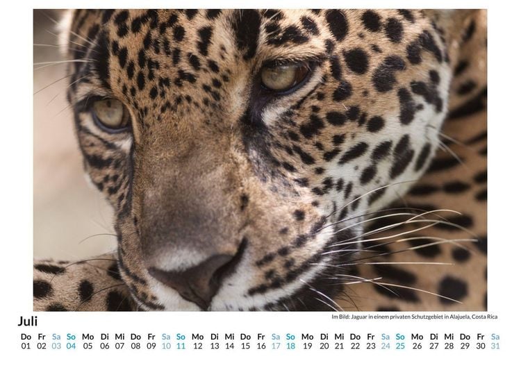 Produktbild: Jaguar