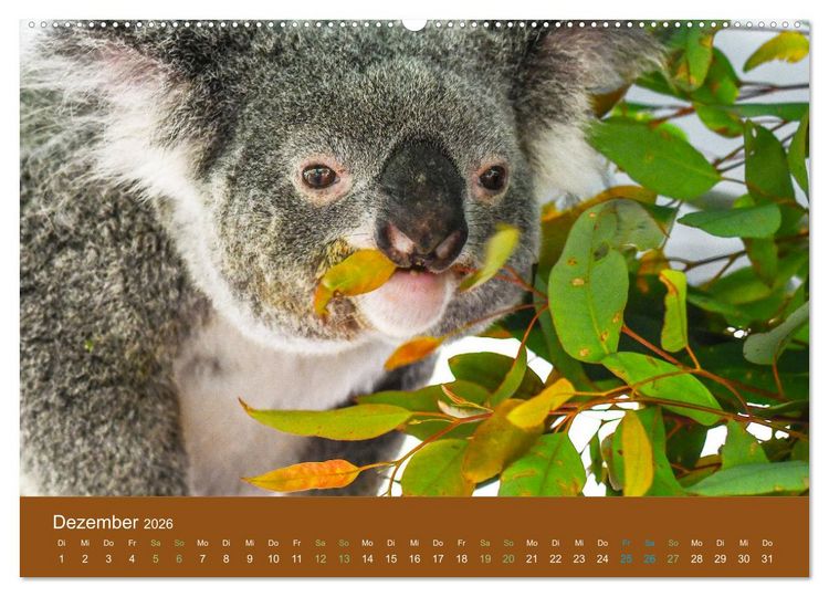 Produktbild: Koalas, putzige Gesellen (Wandkalender 2026 DIN A2 quer), CALVENDO Monatskalender